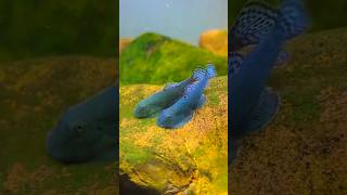 Blue Hillstream Loaches
💙 BLUE Gastromyzon 🐅 🐠 Borneo Sucker by Oto boy Aquatics (我們要努力) Malaysia
#gastromyzon
#borneosucker
#rivertank
#aquascaping
#aquarium Blue Hillstream Loaches
