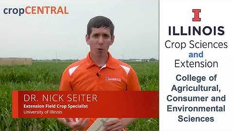 Using Sticky Traps to Make Corn Management Decisions