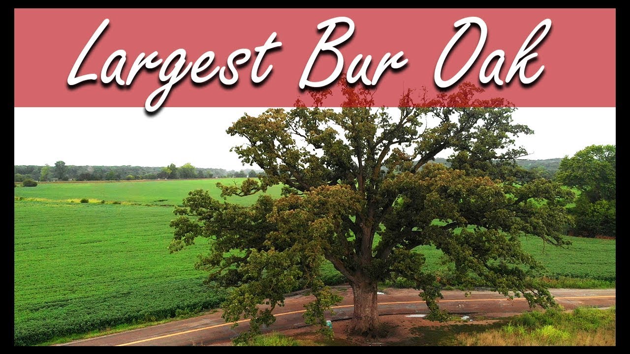 Nation's Largest Bur Oak Tree along the Katy Trail - YouTube