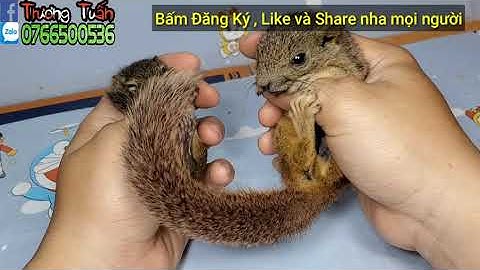 Phân Biệt Sóc Bông Việt Nam và Sóc Đất