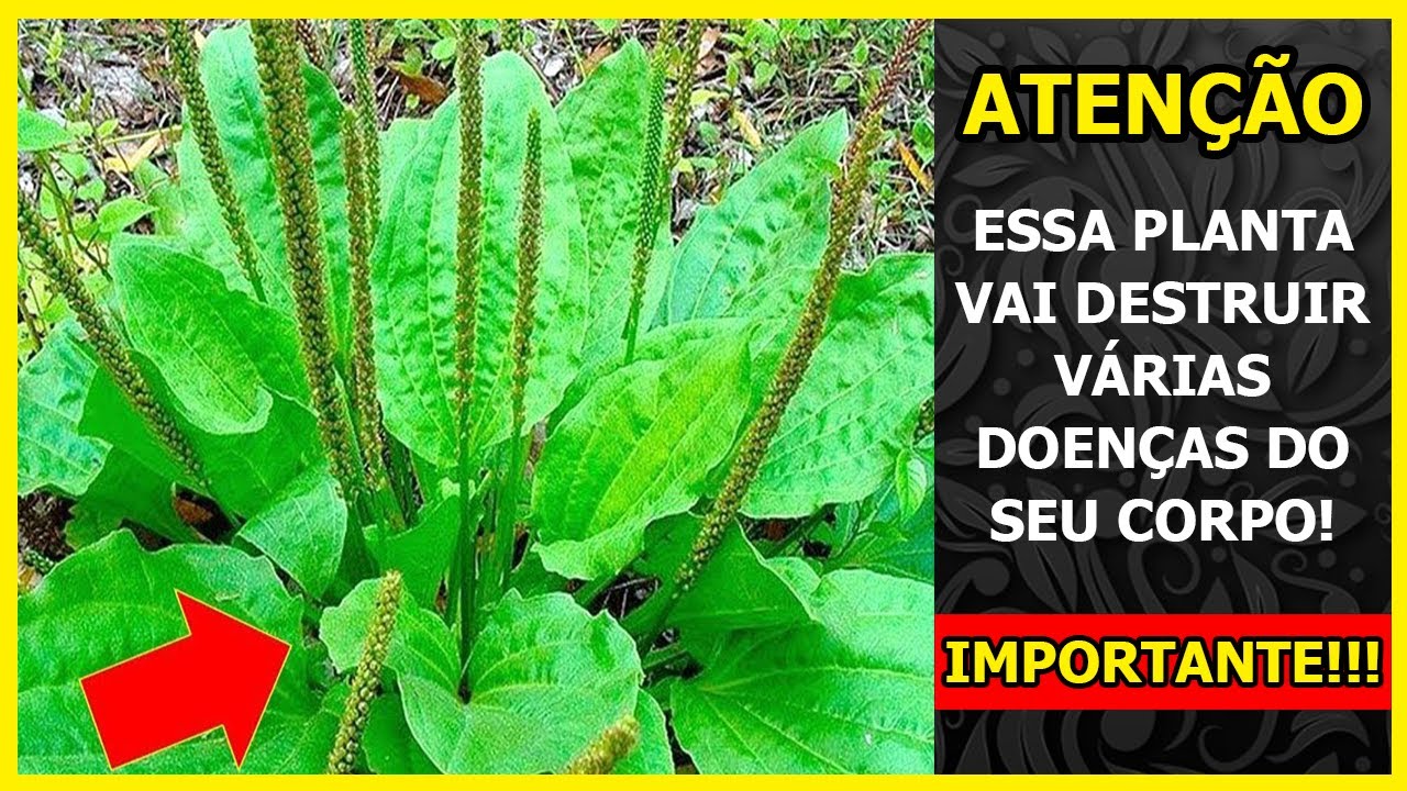 Para que serve a planta TRANSAGEM ou TRANÇAGEM para a saúde? (diabete ...