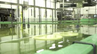 Leerdammer, the cheese factory