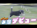 お庭デビュー!開始10秒で爆走する生後70日のパピーチワワたちが激マブ🤣🤣🤣