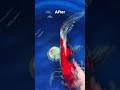 before after ikan koi #ikankoiberkualitas #ikankoi