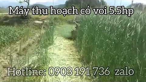 Máy cắt cỏ voi xếp dãy, Máy thu hoạch cỏ voi 5,5HP chạy dầu siêu khỏe
