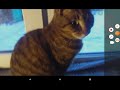милый котенок