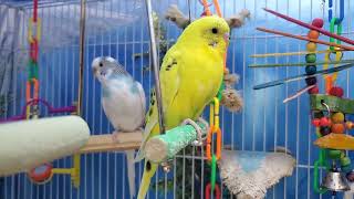 Beautiful Parakeet on a swing~~~Nightime routine