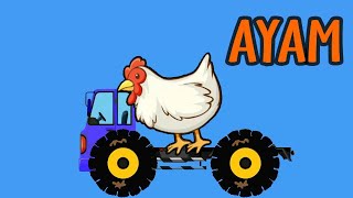 MENGENAL NAMA HEWAN DAN SUARA HEWAN ANIMASI AYAM BETINA DAN AYAM JANTAN UNTUK ANAK-ANAK