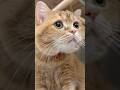 He Just Wanted To Give His Brother A Rabbit Shorts Cat Funny Drama He Just Wanted To Give His Brother A Rabbit Shorts Cat Funny Drama