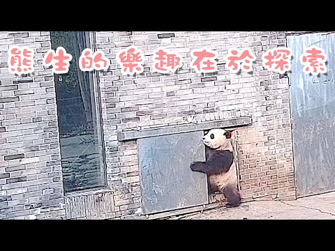 《熊貓早晚安》熊生的樂趣在於探索 | iPanda熊貓頻道
