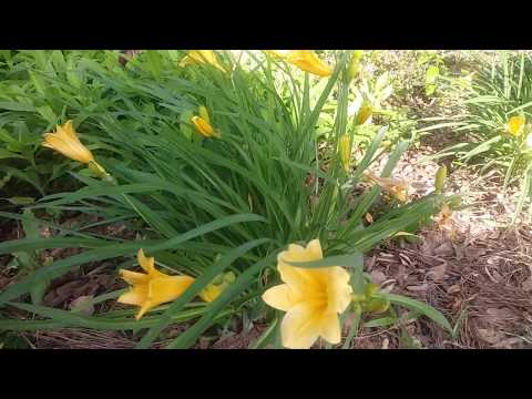 Video: Kutunza Stella D'Oro Daylilies - Jifunze Jinsi ya Kukuza Stella D'Oros