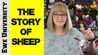 THE STORY OF SHEEP || EWE UNIVERSITY