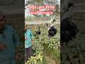 "সৃষ্টিকর্তার কাছে কি জবার দিবেন আপনি"!#foryou #viral#shorts#birds #birdlovers #birdrescue#wildlife