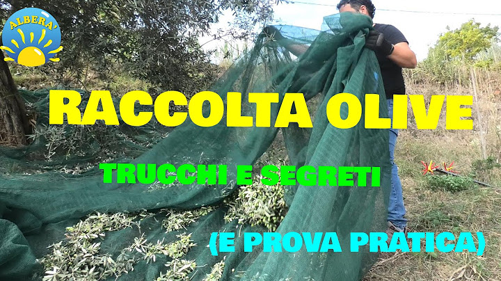COME RACCOGLIERE LE OLIVE ( TRUCCHI, CONSIGLI E PROVA PRATICA CON ABBACCHIATORE )