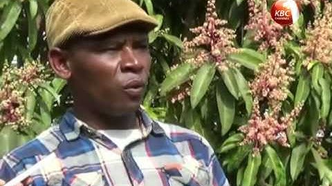 Farmers in Kitui County get fruit processing equipment to add value to mangoes