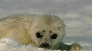 Милый детеныш тюленя|CCTV Русский