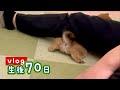 【生後70日】伏せの練習！だけどなんか違うw【豆柴】