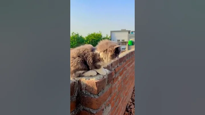 Video 5066011: funny love kitten