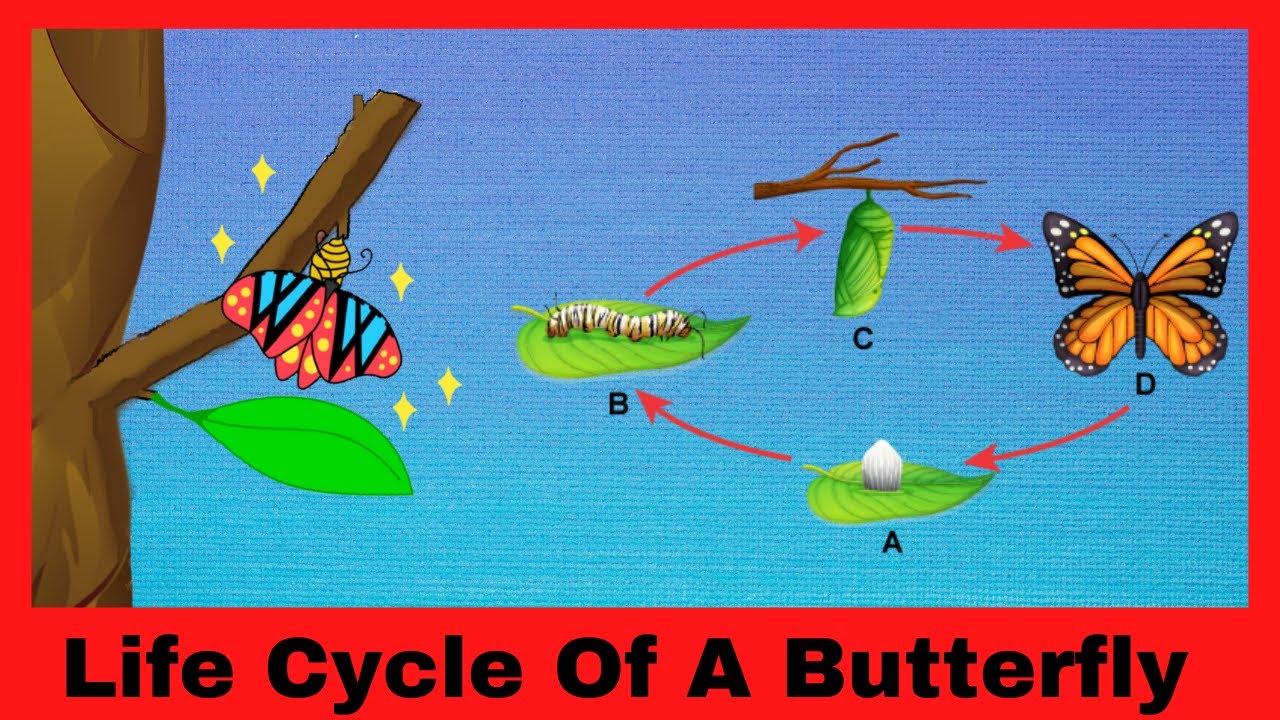 Life Cycle Of A Butterfly || Butterflies For Kids || # ...