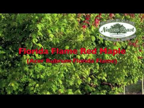 Florida Flame Red Maple Acer Rubrum Bell FL 32619 Nature Coast Tree