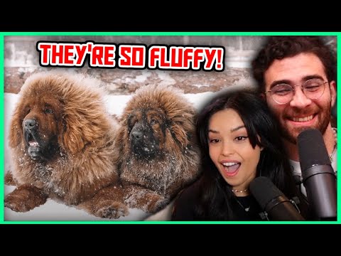 Thumbnail for Hasan & Valkyrae Watch CUTE Dog Videos!