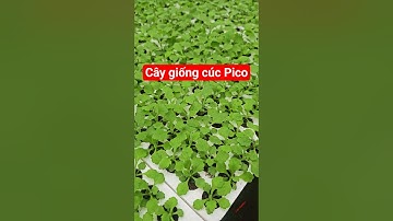 Giống cúc pico mô #cucpico #caygiongcucpico