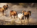 شيلة احداث ماقبل وبعد معركة الحشوريه