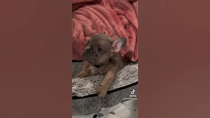 Baby Nurf 🥺 #foryou #frenchbulldog #frenchie - DayDayNews