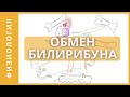 ОБМЕН БИЛИРУБИНА  |  ФИЗИОЛОГИЯ БИЛИРУБИНА