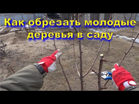 Как обрезать молодые деревья в саду