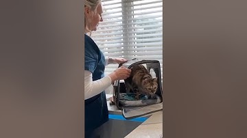 Top tips for getting your cat used to a cat carrier 🙌 #cats #catlovers #catcarrier #catbehavior