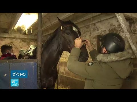 فيديو: الايرلندي مشروع حصان