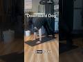 Downward Dog - Exercise Demonstration