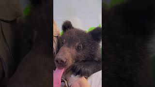 🐻🐻🐻WOW!!! adorable baby #bearcub #bear #kitten #foryou #fpy #cute #kitty