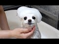 ポメラニアンのシャンプーに密着したら可愛すぎた…