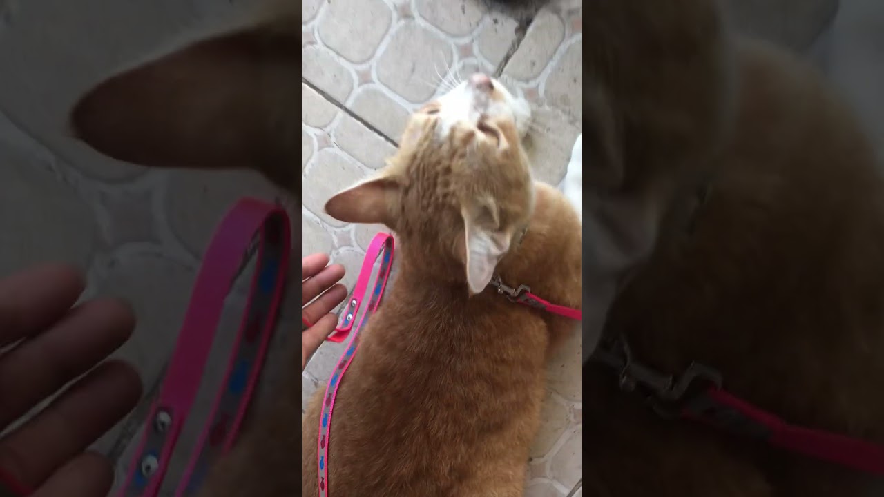 The funniest animals Fun with cats and dogs 2023 Pets Studio 