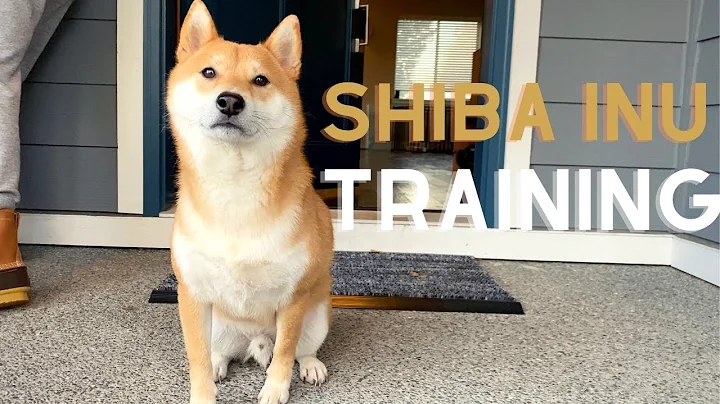 Tips for Shiba Inu owner that no one tells you about - DayDayNews