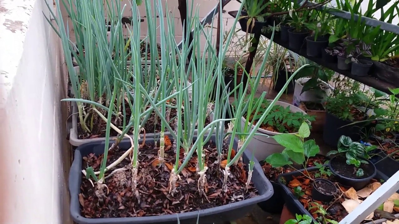 Horta em casa
