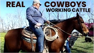 Real Cowboys Working Cows Continuing Family Tradition W Horses Family and Allen Gate Panel