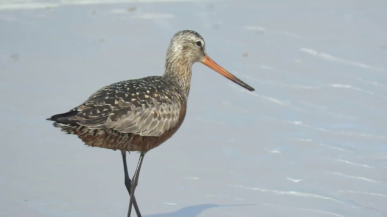 Hudsonian Godwit