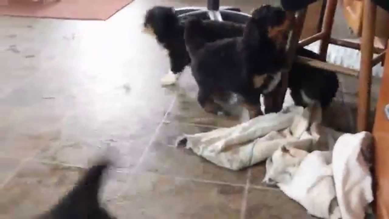 greenfield bernedoodles