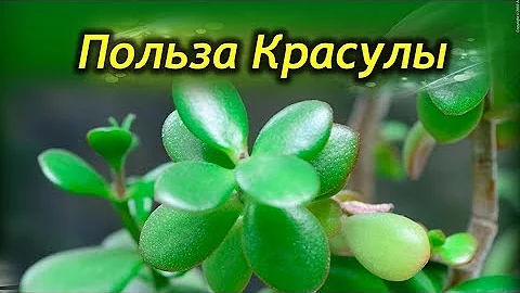 А вы знаете чем ПОЛЕЗНА Толстянка?