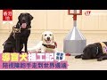 【#香港地】直擊導盲犬學堂  人狗情未了