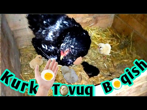 Kaliningradda tasodifiy jinsiy aloqa