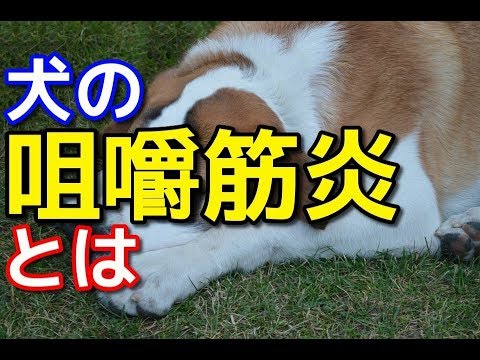 【愛犬のための知識】犬の咀嚼筋炎とは【犬を知る】