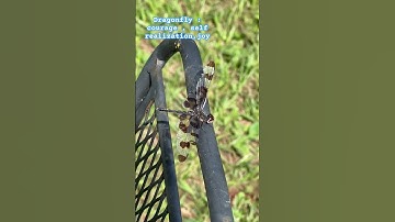 Dragonfly Message for You