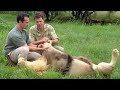 Attacked by a Lion? | Extreme Animals | BBC Earth