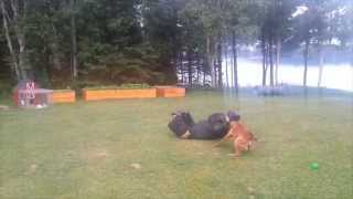 Bite Suit Running Attacks With Belgian Malinois "Nitro"