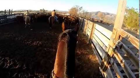 Sorting cows from calves - Hunewill Ranch