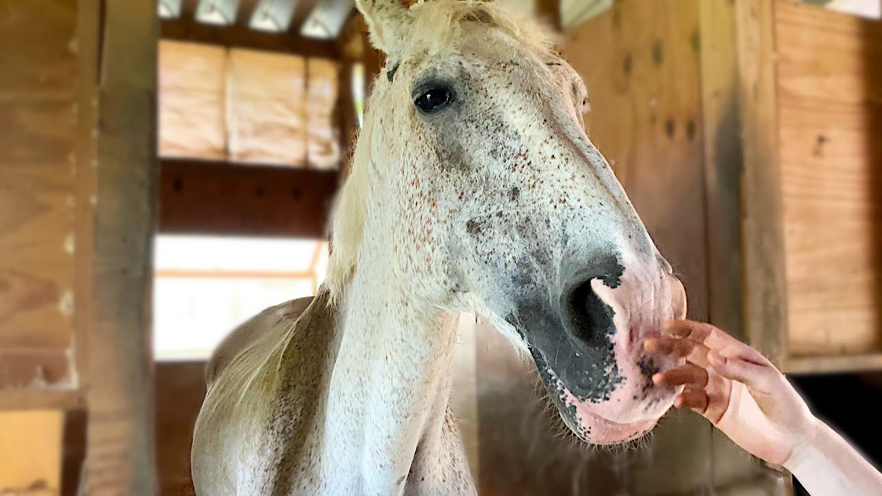 鼻をコチョコチョされて 気持ちよさそうにするお馬さんがカワイイ 乗馬クラブ パ ドゥドゥ あわら市 おもしろい馬 かわいい Youtube